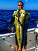 Catchfish's Dolphinfish